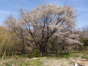 桜