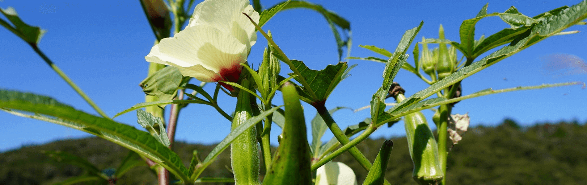 いもほりイベント
