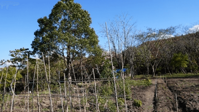 あしたのもりの畑