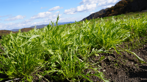自然農で育てた野菜