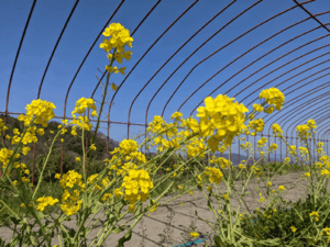 菜の花