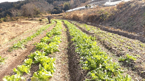 あしたのもりの畑